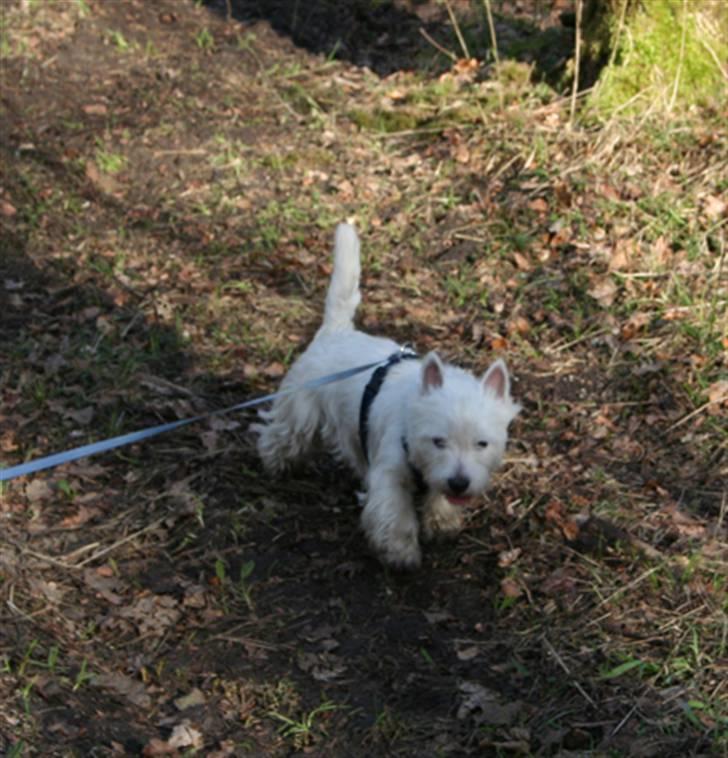West highland white terrier Dundee - Jeg skal ingen steder før jeg har undersøgt den mærkelige duft billede 4