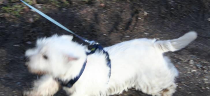 West highland white terrier Dundee - Der er fuld fart på når vi er i skoven billede 5