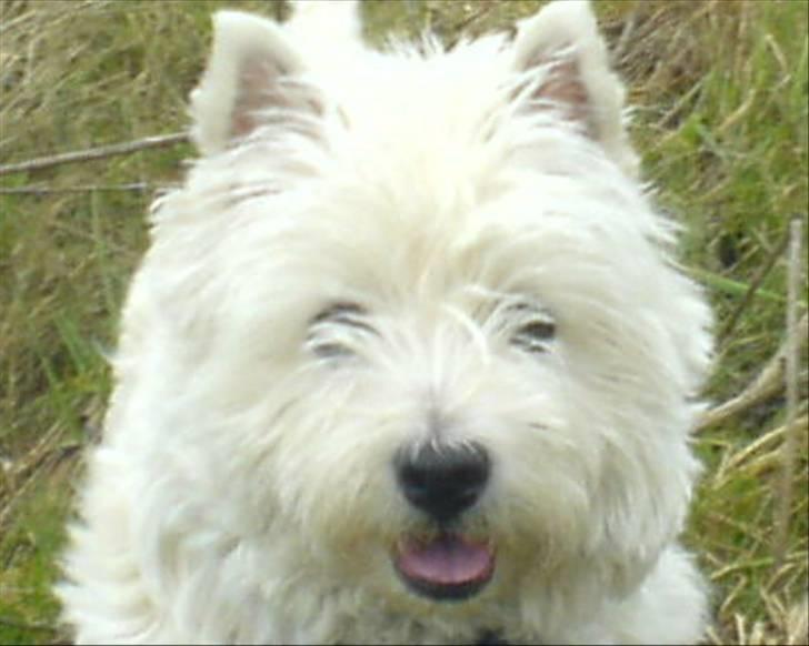 West highland white terrier Coco - uha du trænger til og blive trimmet lilleskat xD billede 18