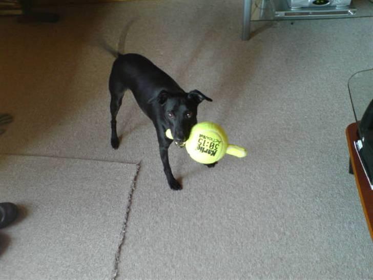 Manchester terrier Vaks billede 10