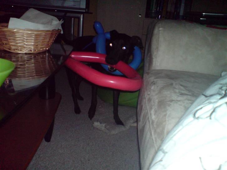 Manchester terrier Vaks billede 11