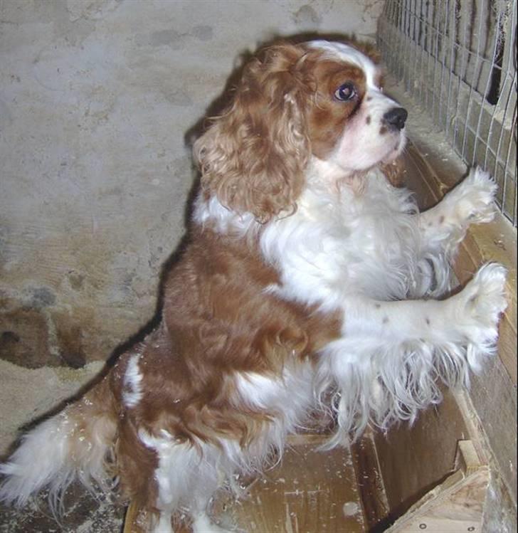 Blanding af racer Max min elskede Himmelhund - Sheik er min far - en rigtig flot Cavalier-herre. billede 18