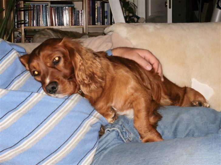 Blanding af racer Max min elskede Himmelhund - Åhhh det er bare SÅ dejligt at ligge sammen med farmand :o) billede 8