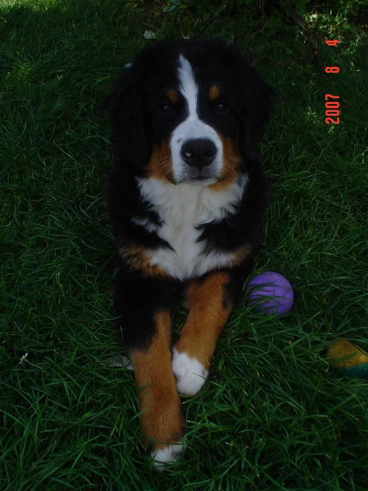 Berner sennenhund Sabelle - Lille Sabelle. billede 1