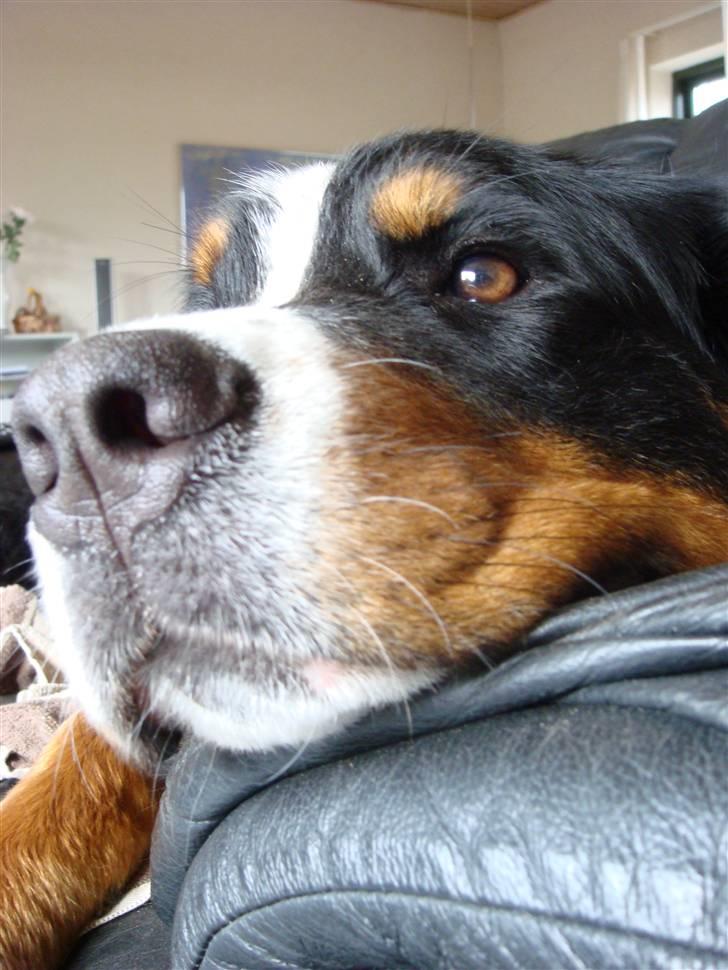 Berner sennenhund Sabelle - Ser min næse tyk ud på det her billede?! billede 2