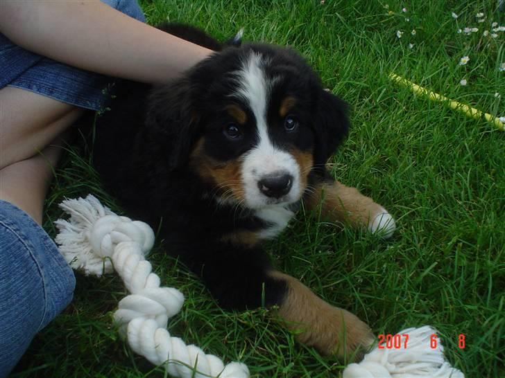 Berner sennenhund Sabelle - Aftenen hun kom hjem. billede 3