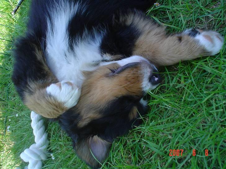 Berner sennenhund Sabelle - Huiii-Yarh! Karatehunden Sabelle med de dødbringende poter! billede 4