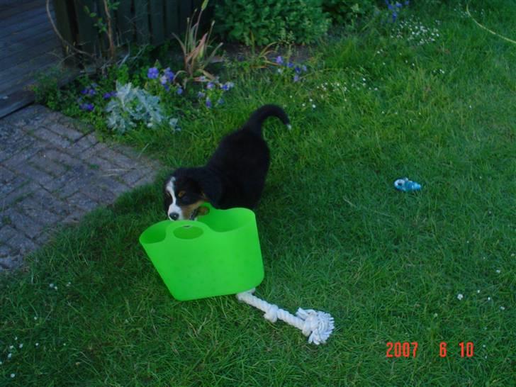 Berner sennenhund Sabelle - Jeg snupper lige den der billede 5