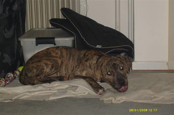 Blanding af racer cena R.I.P billede 7