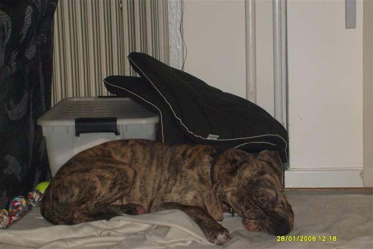 Blanding af racer cena R.I.P billede 8