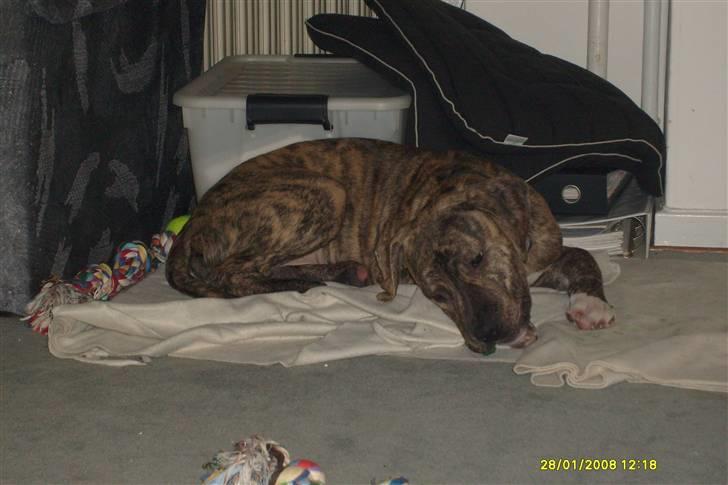 Blanding af racer cena R.I.P billede 9