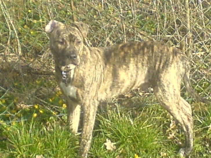 Blanding af racer cena R.I.P billede 10