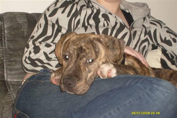 Blanding af racer cena R.I.P billede 11