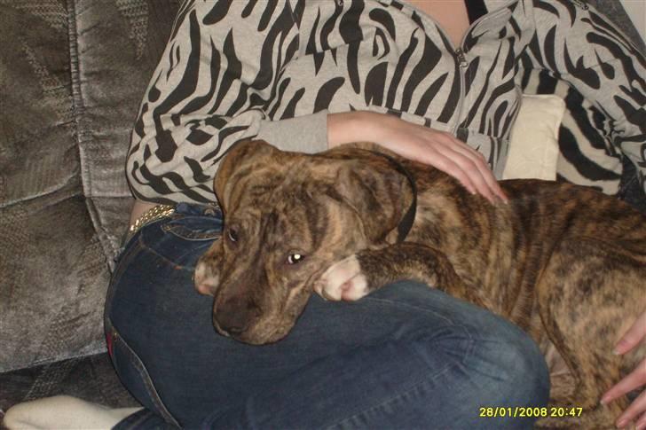 Blanding af racer cena R.I.P billede 12