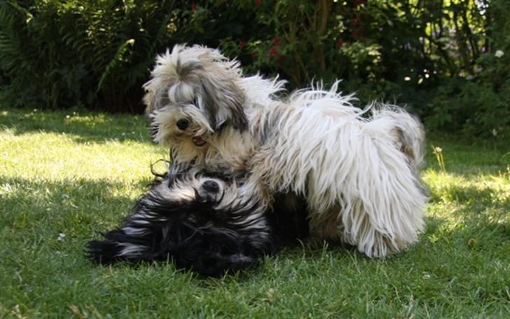 Bichon havanais Kennel Honiahaka`s Luna - Hva så brormand...... billede 8