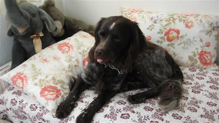 Kleiner münsterländer Spottie billede 1