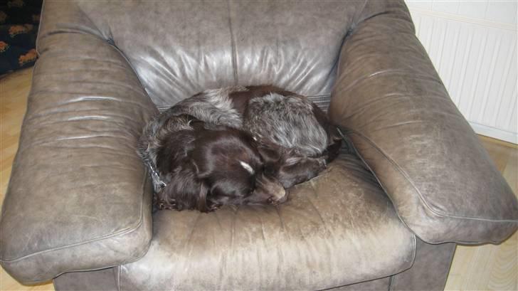 Kleiner münsterländer Spottie billede 2