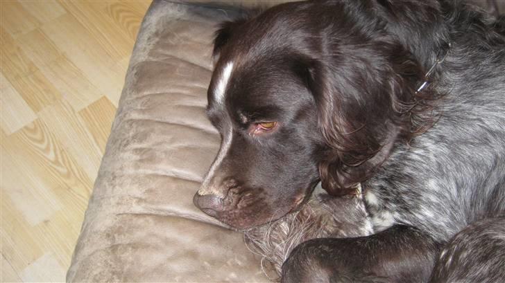 Kleiner münsterländer Spottie billede 3