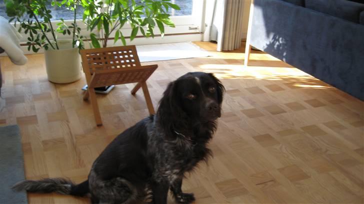 Kleiner münsterländer Spottie billede 4