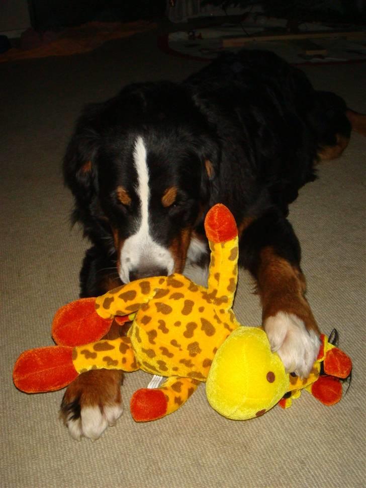 Berner sennenhund Sabelle - Mmmhh... Giraf.. billede 6