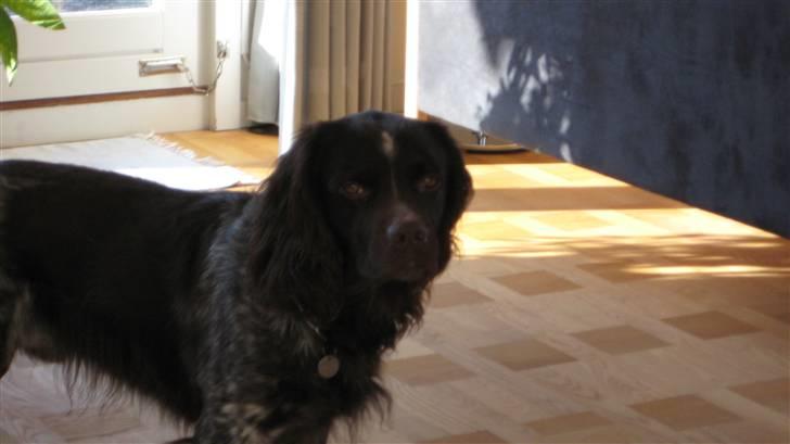 Kleiner münsterländer Spottie billede 5