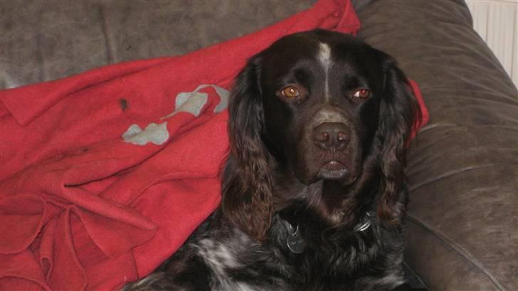 Kleiner münsterländer Spottie billede 6