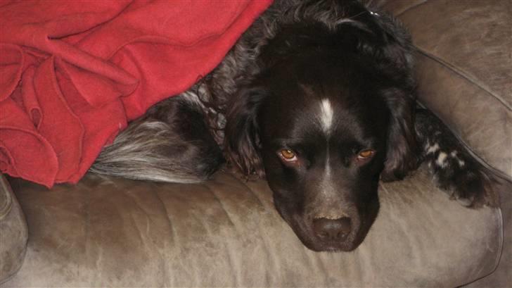 Kleiner münsterländer Spottie billede 7