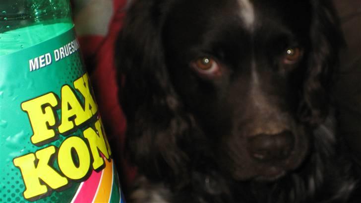 Kleiner münsterländer Spottie billede 8