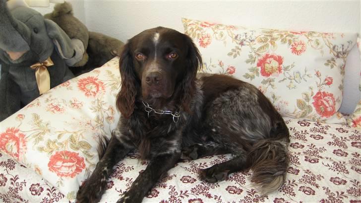 Kleiner münsterländer Spottie billede 9