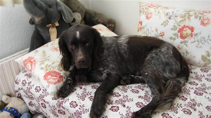 Kleiner münsterländer Spottie billede 10