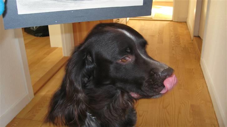 Kleiner münsterländer Spottie billede 11