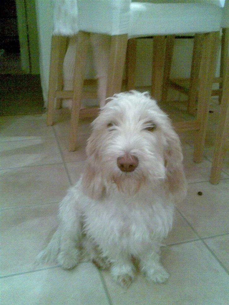 Petit basset griffon wendéen Freja - jegelskerfreja billede 1