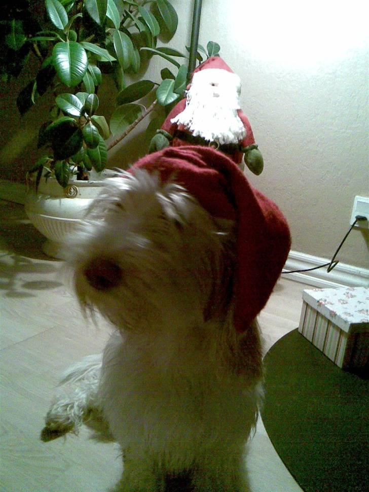 Petit basset griffon wendéen Freja - jegelskerfreja billede 2