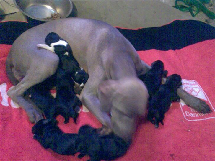 Blanding af racer Sif billede 8