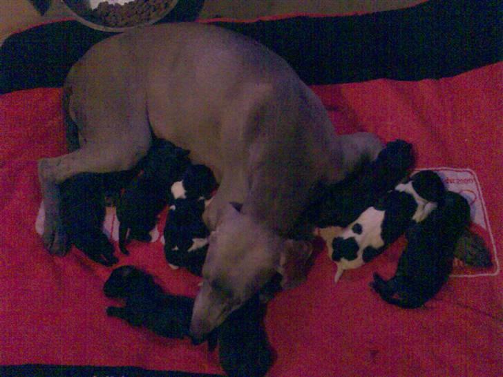 Blanding af racer Sif billede 10