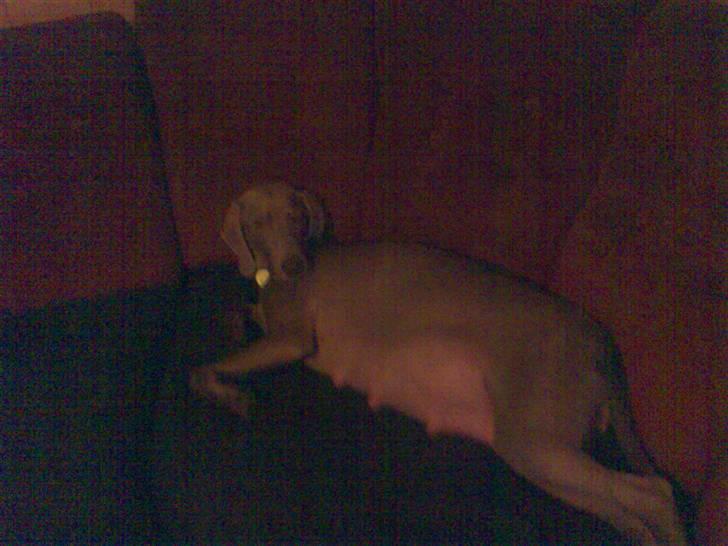 Blanding af racer Sif billede 11