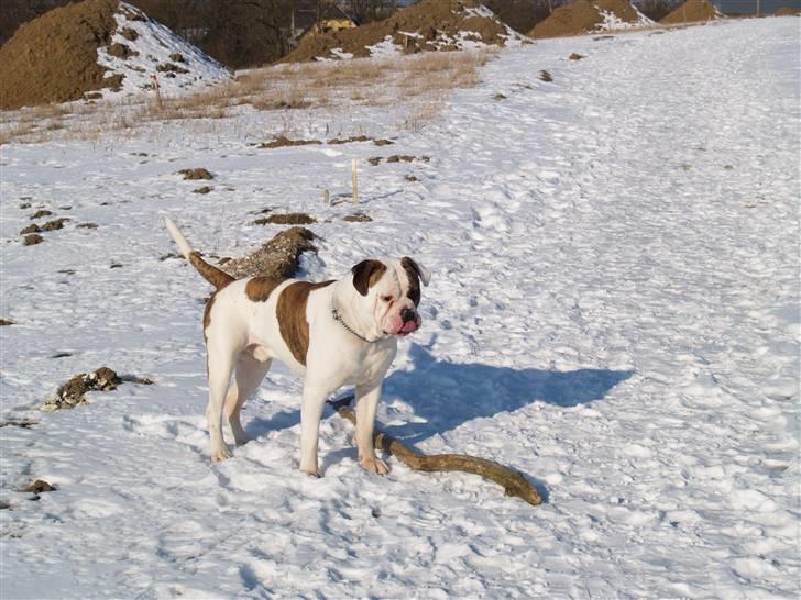 Amerikansk bulldog hannibal R.I.P - Jeg er da lidt skøn ik? =D billede 14