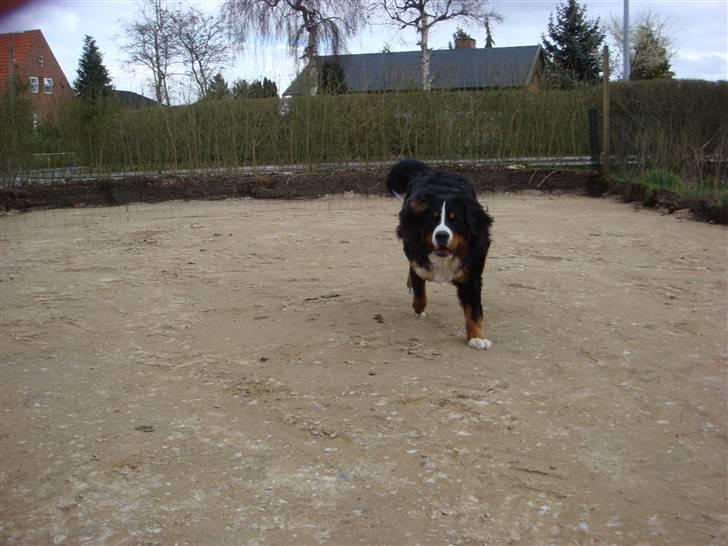 Berner sennenhund Sabelle - Fuld fart frem! billede 7