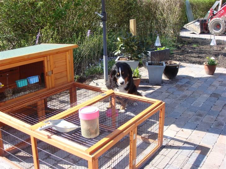 Berner sennenhund Sabelle - Hvorfor må kaninen ikke komme ud og lege? billede 8