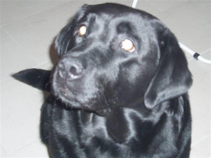 Labrador retriever sara - Smukke<3 :D billede 17