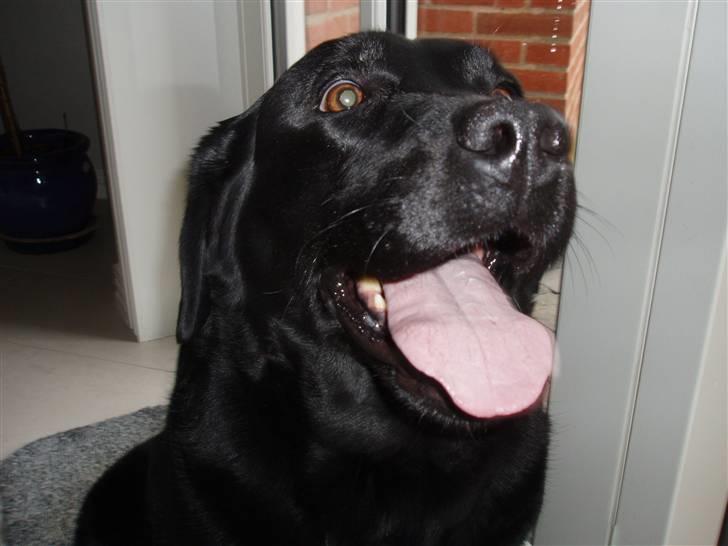 Labrador retriever sara - Hvad griner du af? xD<33 haha billede 18