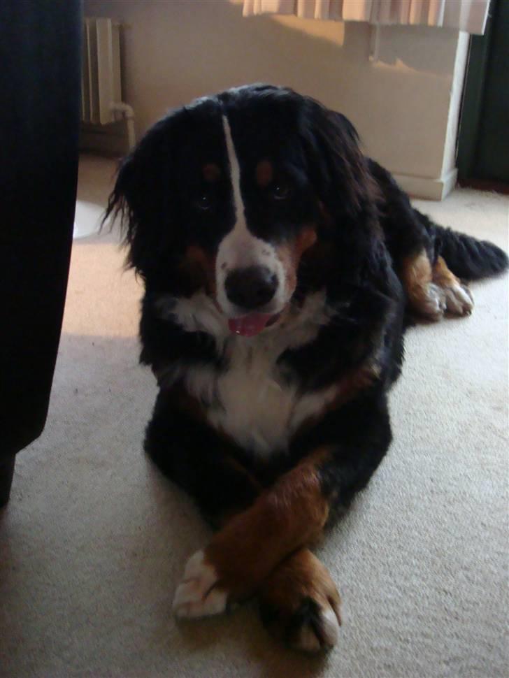 Berner sennenhund Sabelle - Kan du ligge som en daaaame? billede 9