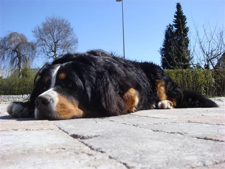 Berner sennenhund Sabelle - Ligger og daser i den dejlige nye have. billede 10