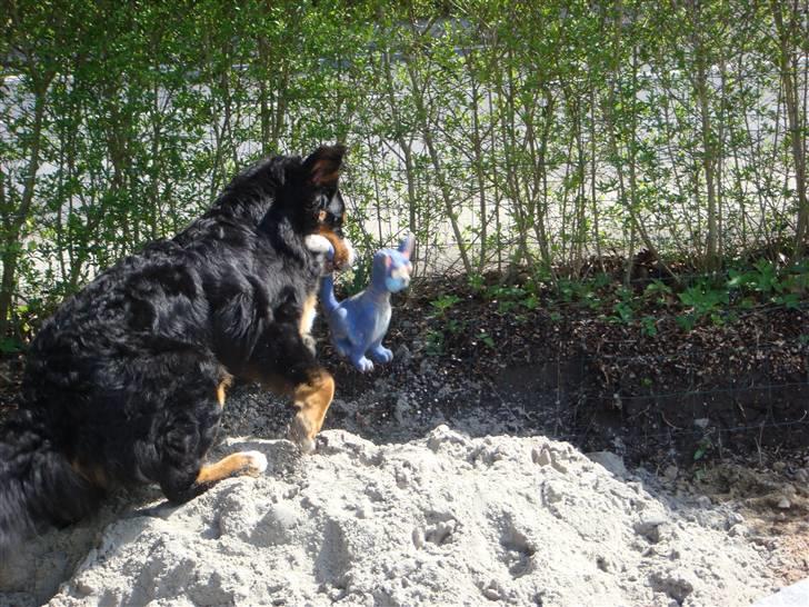 Berner sennenhund Sabelle - Så kan katten lige få en tur i den nye sandkasse! billede 11