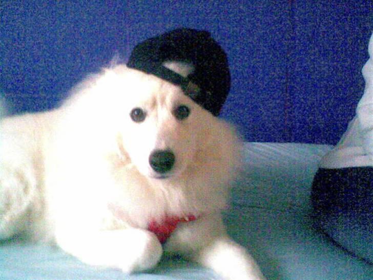 Samojedhund Trine DØD  billede 1