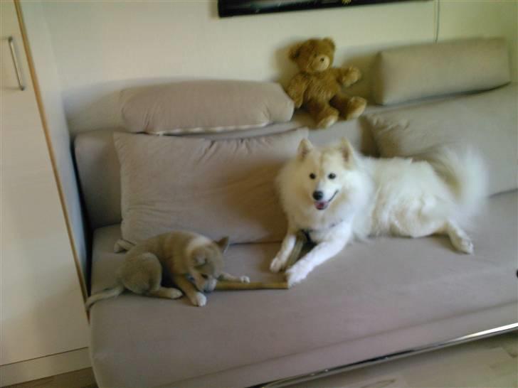 Samojedhund Trine DØD  billede 2