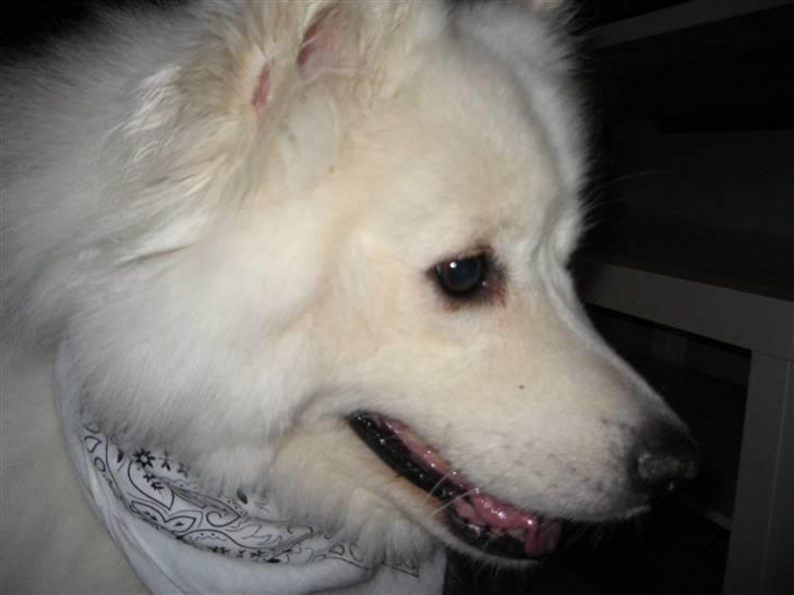 Samojedhund Trine DØD  billede 3