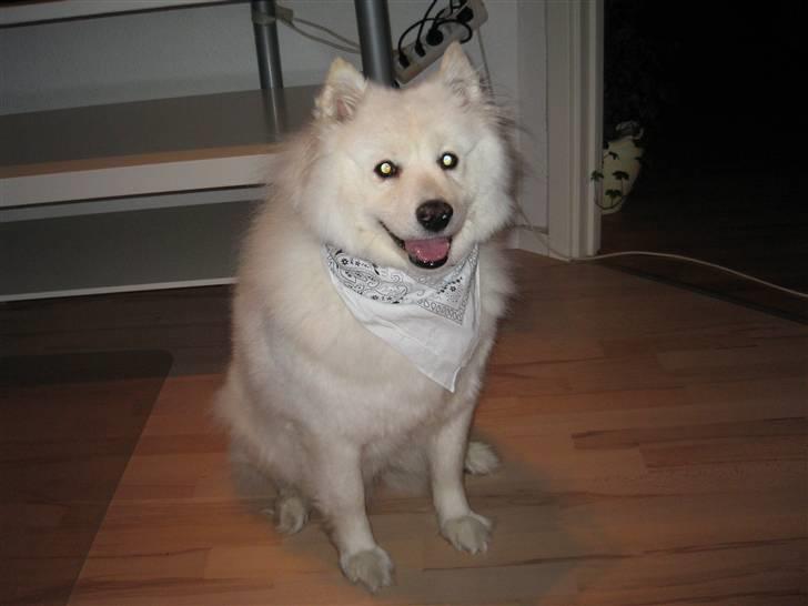 Samojedhund Trine DØD  billede 4