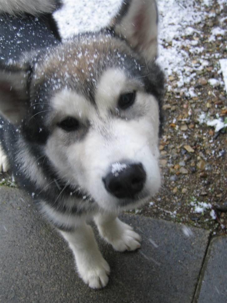 Alaskan malamute Bowie - Denne gang er det altså sne, IKKE flødeskum! billede 9