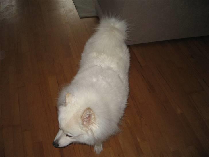 Samojedhund Trine DØD  billede 5